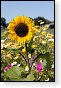 bloemen bloem hdr natuur flora roos rozen tulp tulpen orchidee orchideeen zonnebloem geranium cannabis marihuana wiet hennep sativa indica